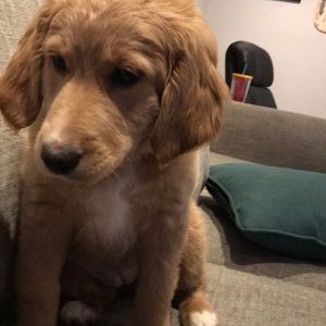 Meet your Posher, Shannon